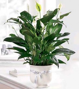 Funeral Flowers